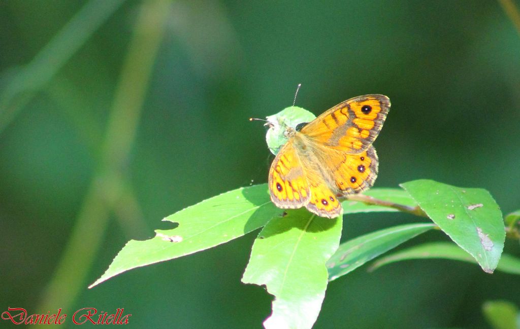 Identificazione farfalla, grazie!!!